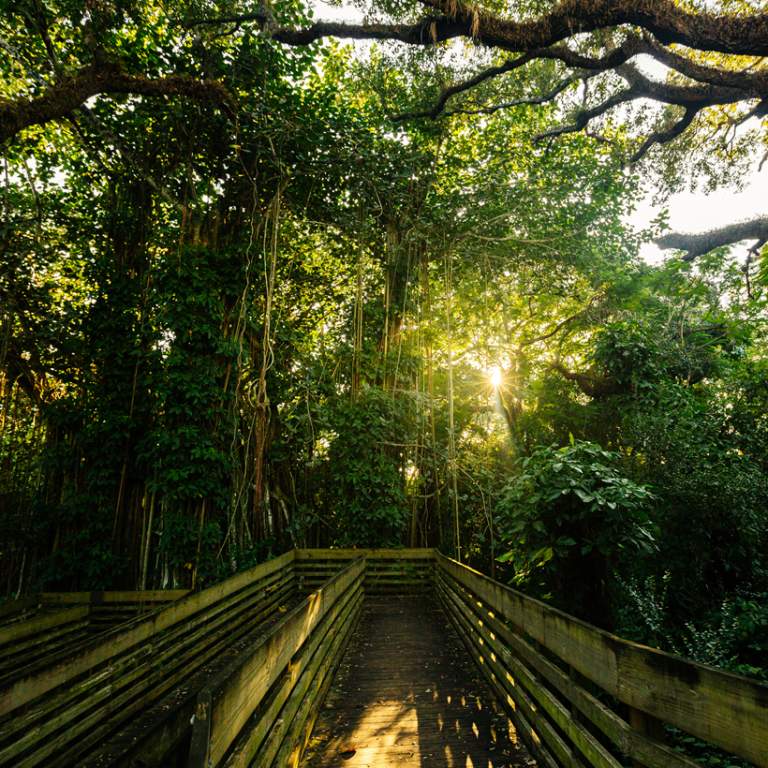 Tree Tops Park