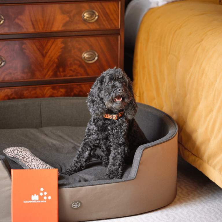 Dog staying at Ellenborough Park hotel Cheltenham. Image of black dog sat in a basket by a bed.