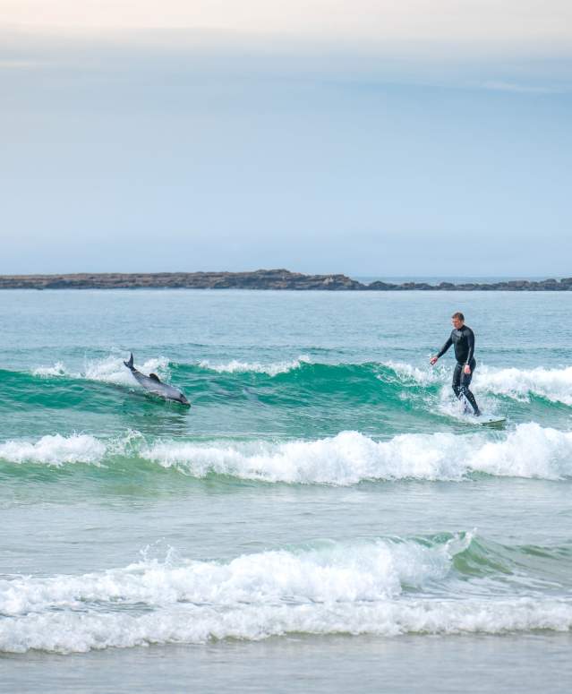 Surfer with dolphins in the Catlins