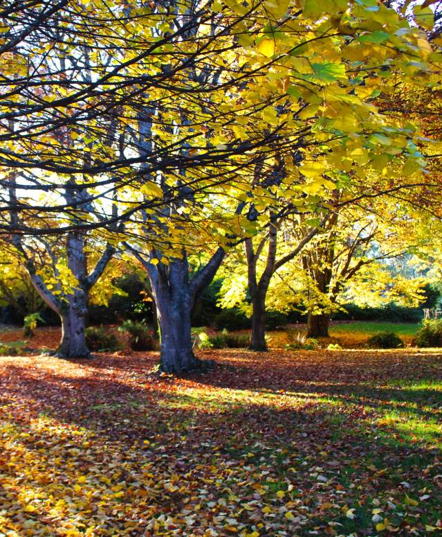 Autumn in Queens Park, Invercargill