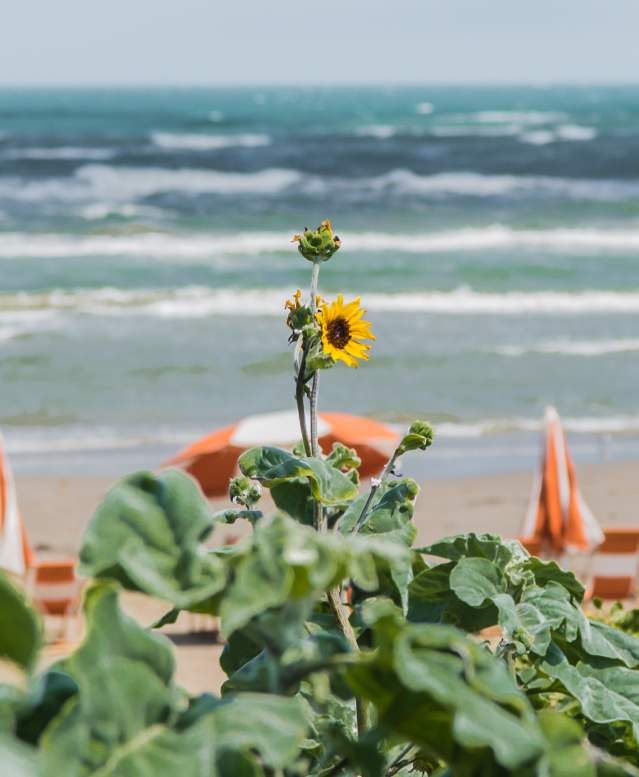 In the foreground is greenery and a sunflower, in the middle ground is beach with chairs and umbrellas, and the background is the sea.