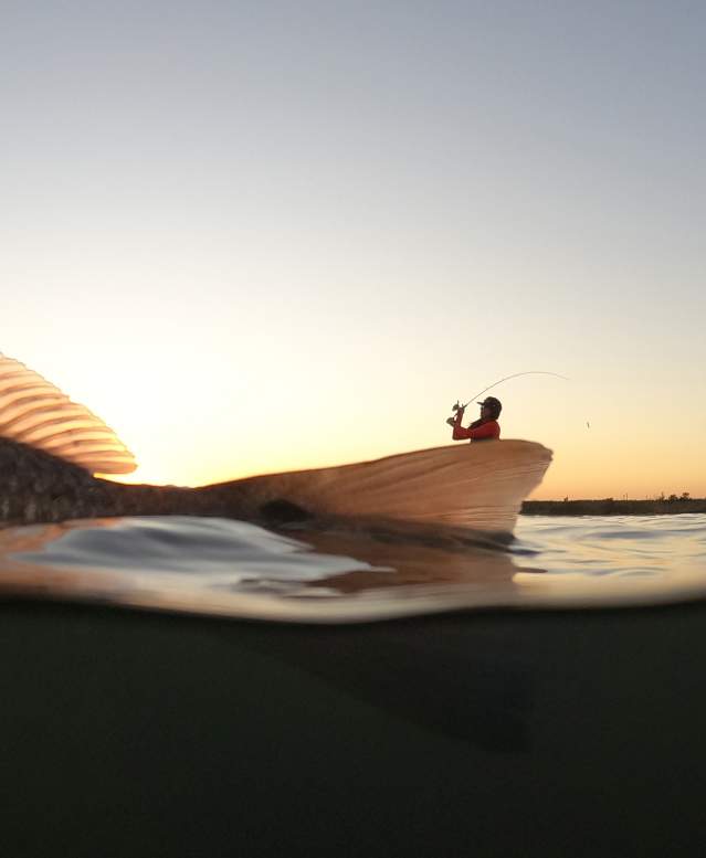 A fish being caught is half above water, half below. A person is visible just over the fish in the distance.