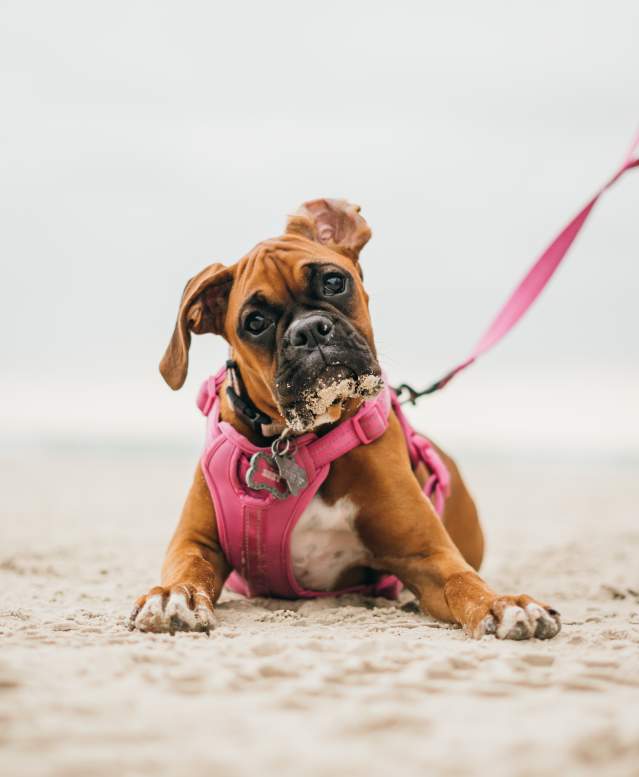 Brown boxer puppy laying on the beach in a pink harness and leash
