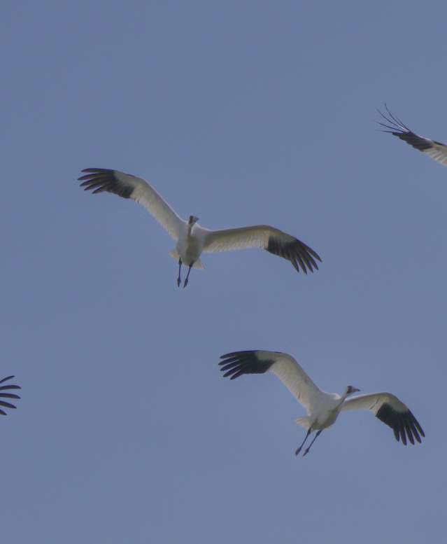 Four Whooping Cranes soar overhead, silhouetted against a blue sky.