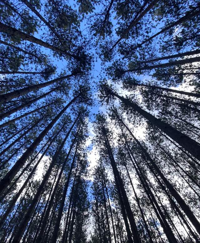Find beautiful views in the Stevens Point Area, along the Green Circle Trail.