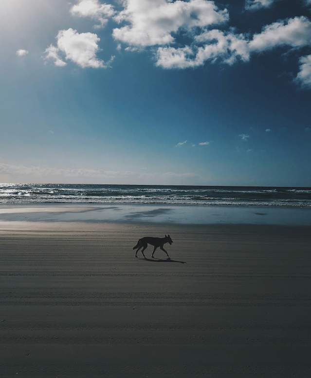 Coyote on the beach running down the sand