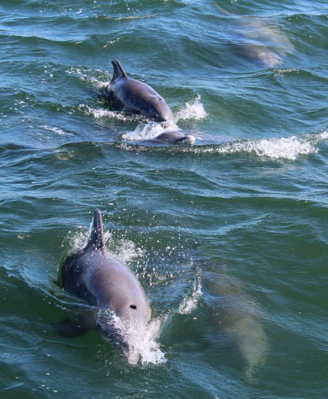Two dolphins breach above the water. Two more are visible under the water.