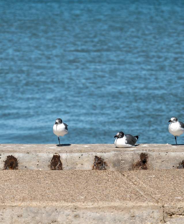 Five seagulls stand in a line along a concrete barrier with the water in the background
