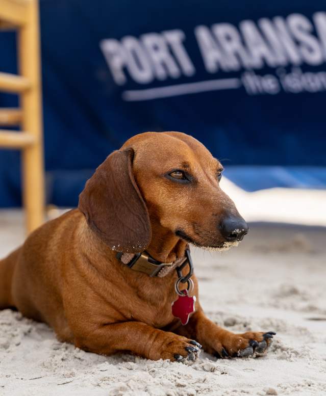 Pets at  Texas SandFest 2025