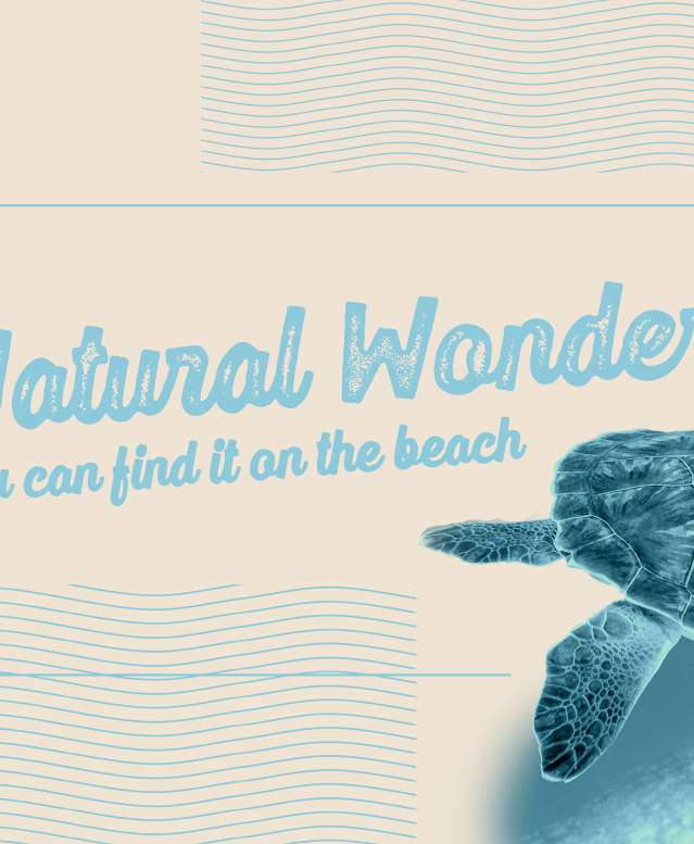 Tan and light blue tinted banner with a turtle on it. Text reads "Natural Wonder. You can find it on the beach."