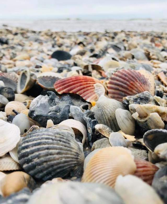 Gray, white, and red seashells comprise a beach landscape