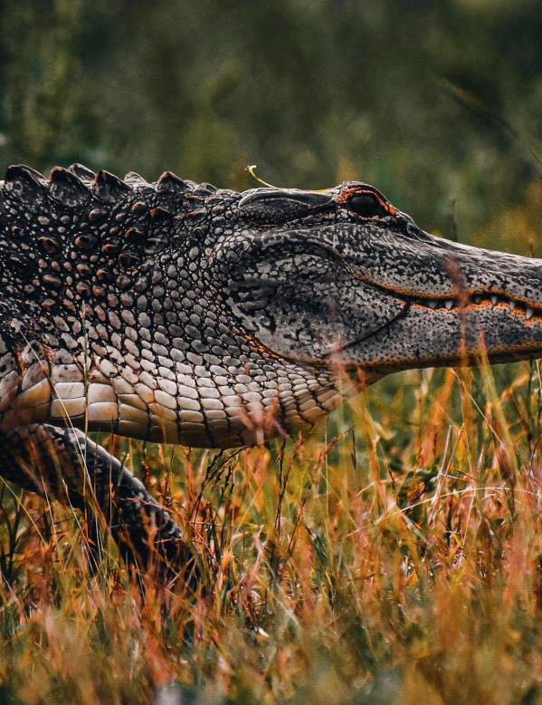 Alligator walking through the grass in Beaumont