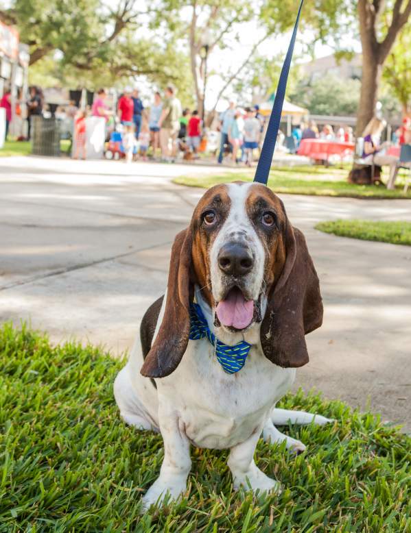 Dogtober Fest dog