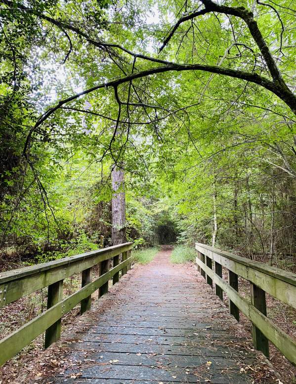 Trees surrounding a wooden bridge at Big Thicket