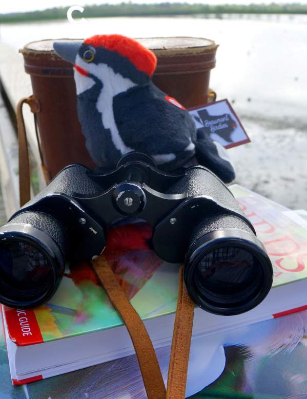 Beau with binoculars