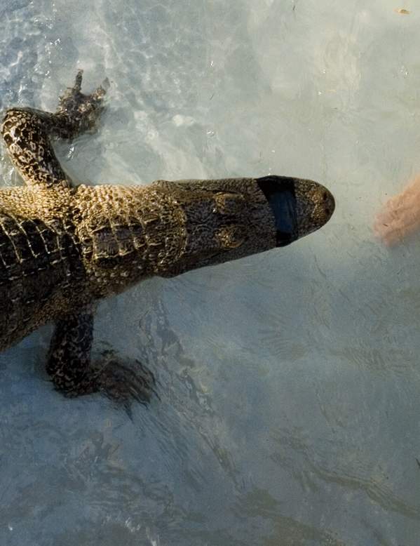 Child swimming with gator at Gator Country in Beaumont, TX