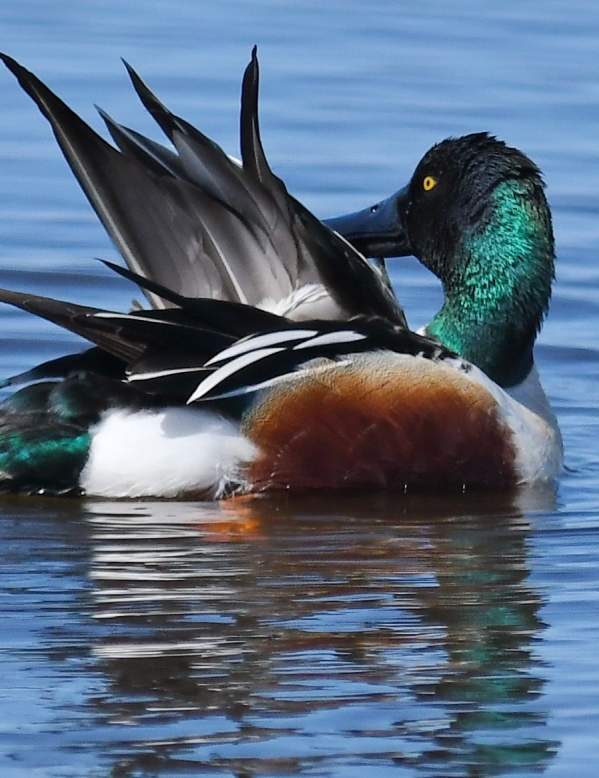 duck green