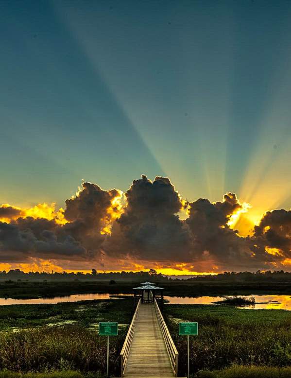 Cattail Marsh Boardwalk Sunrise
