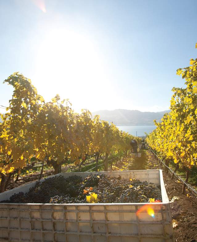 Grape Harvest