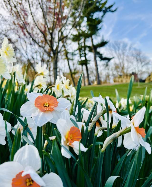 Untermyer Spring Flowers