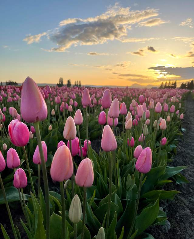 Tulip