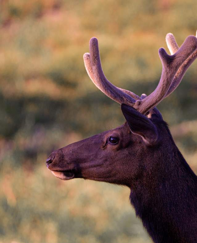 Rocky Mountain Elk Utah Valley