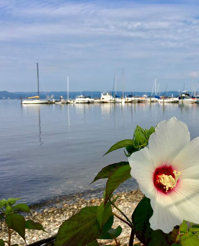 A white flower is in full bloom. In the background is the Hudson River and sailboats docked in a marina.