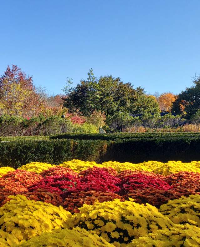 Lasdon Public Gardens in bloom with yellow and red flowers.