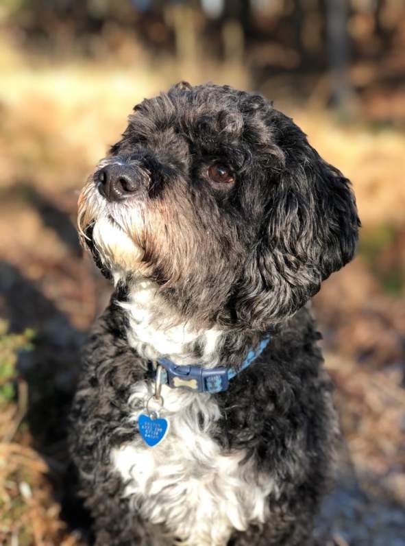 A black and white cute dog looking up