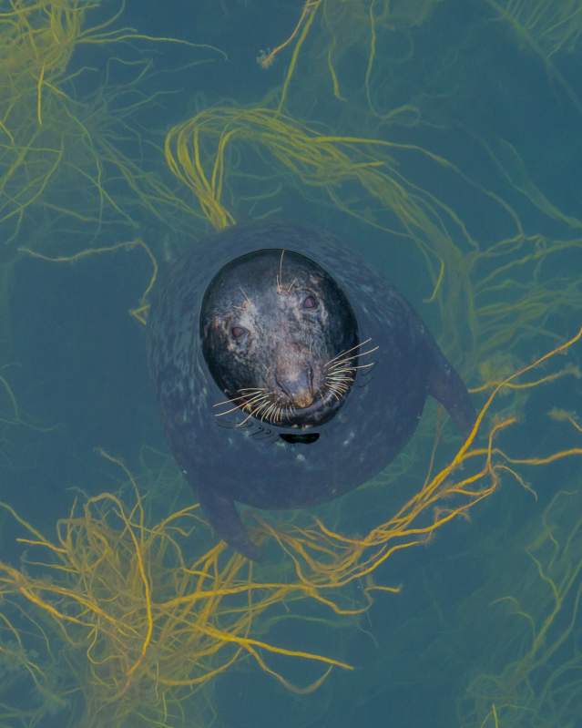 Seal