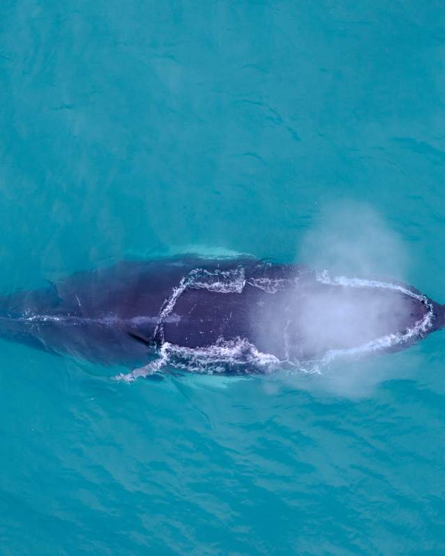 Humpback Whale