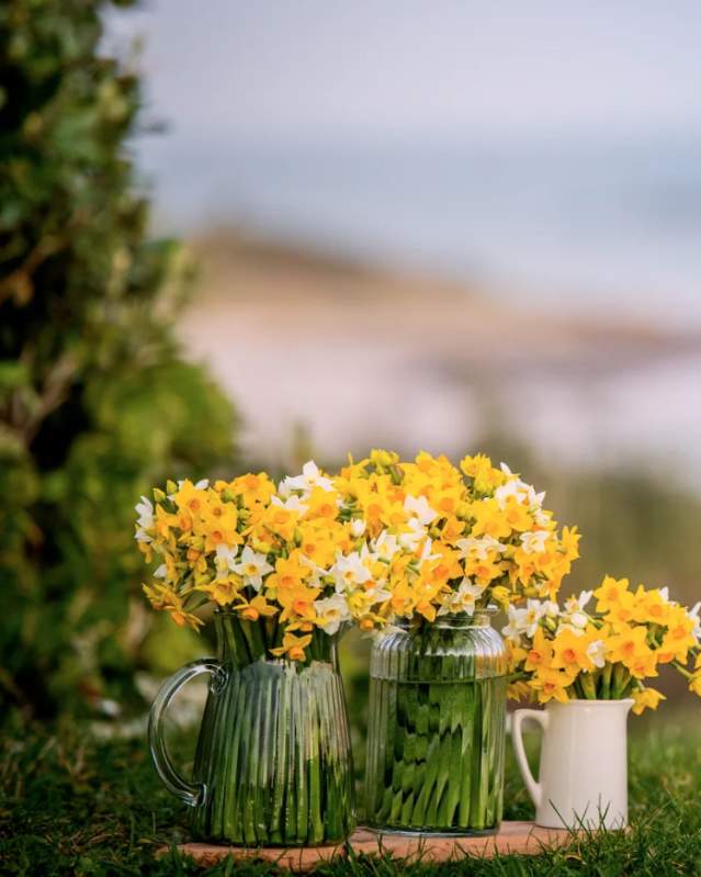 Mother's Day Scilly Flowers