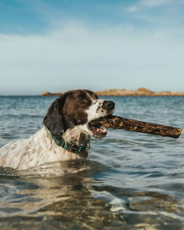 Dog swimming in sea with stick in mouth