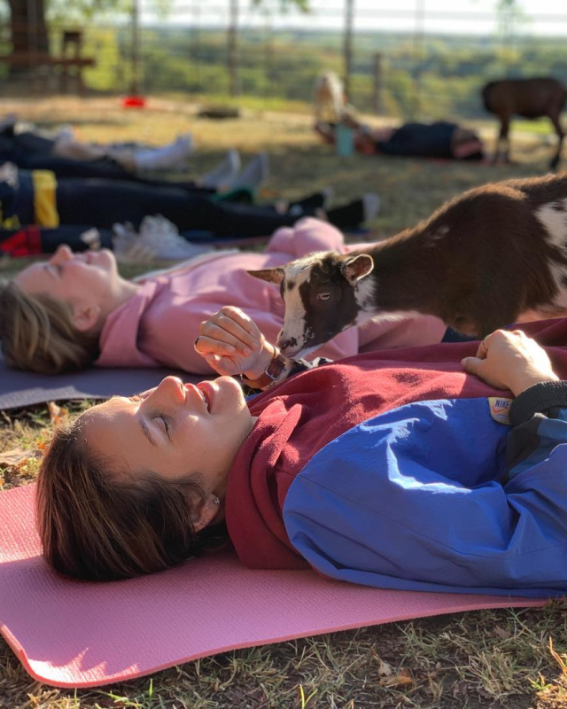 People and goats participating in goat yoga