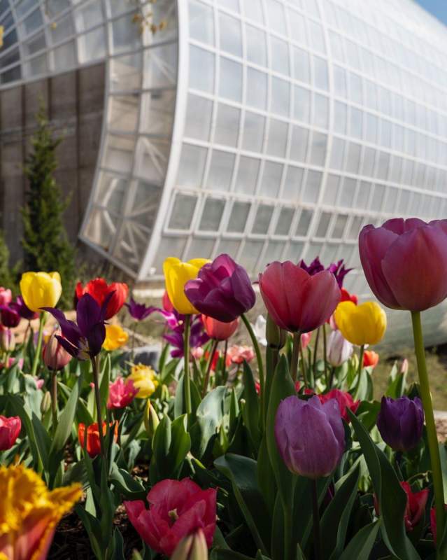Tulips blooming in the Myriad gardens and the Crystal Bridge in the background