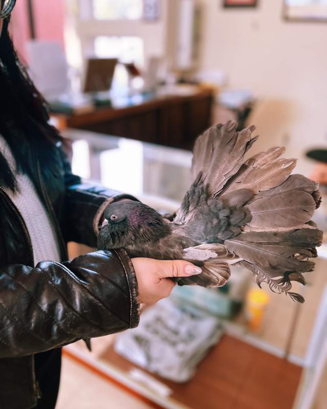 Person holding a pigeon at the American Pigeon Museum and Library in Oklahoma City