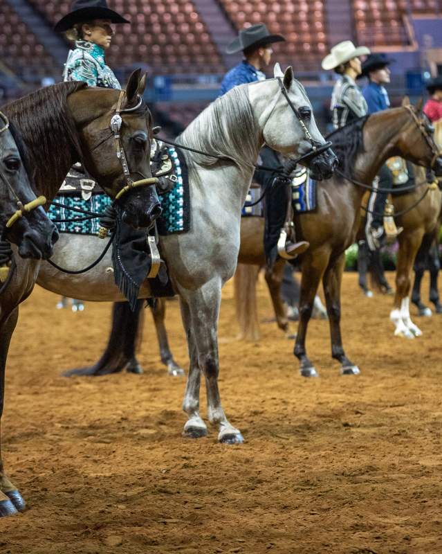 Horses standing in a row at the Arabian and Half Arabian Youth World Championships at the OKC Fairgrounds