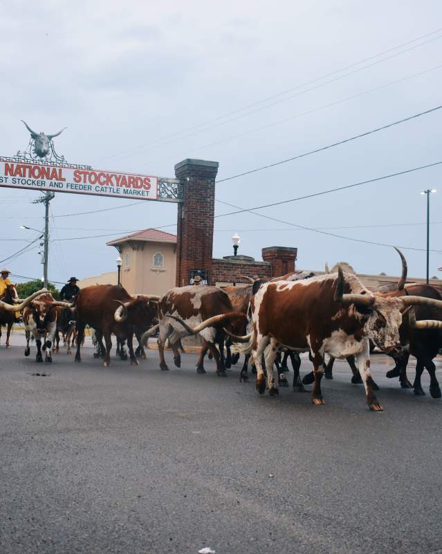 Longhorns walk down the street during the Stockyards Stampede in the Stockyards District.
