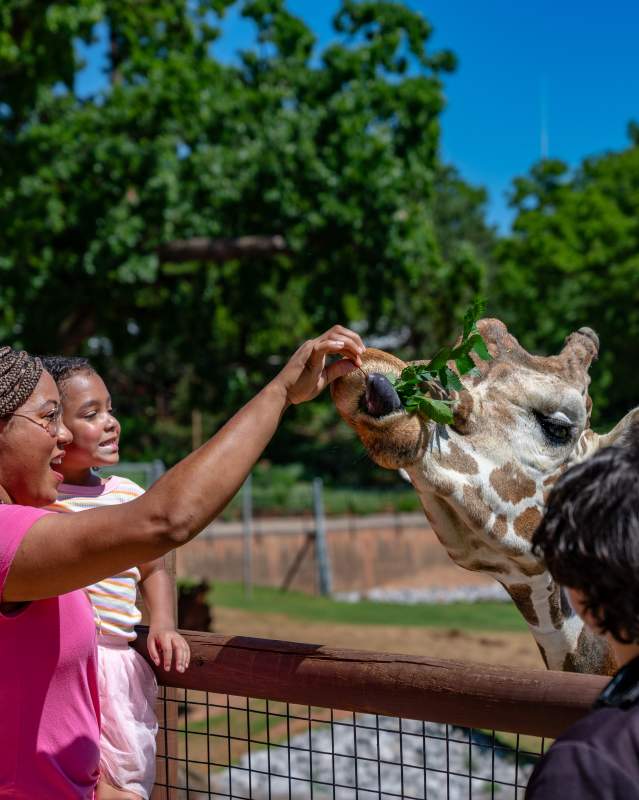 Giraffe Day at OKC Zoo