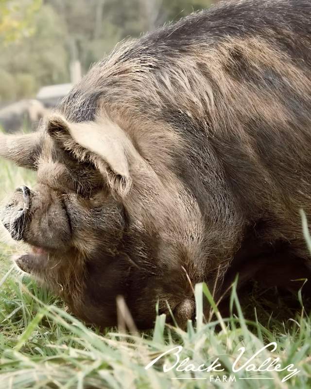 Kunekune Pigs