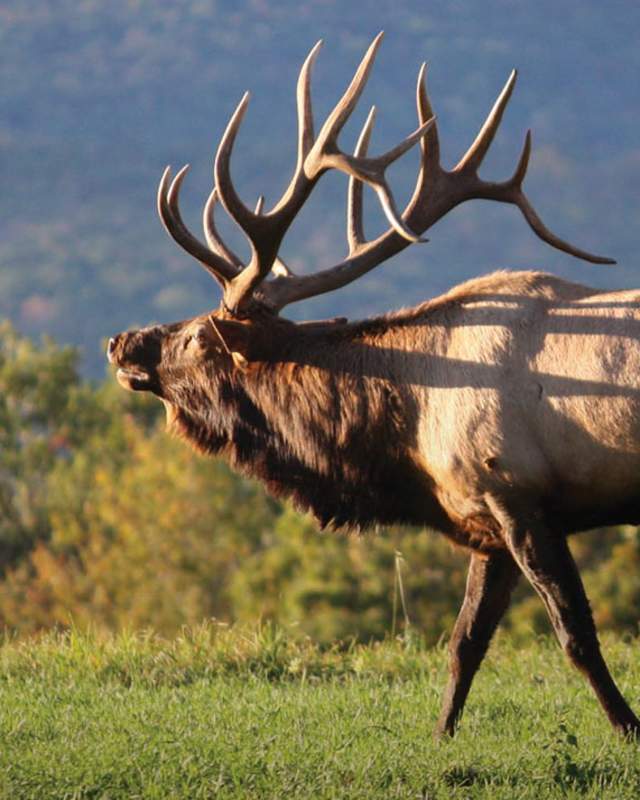 Elk PA Wild