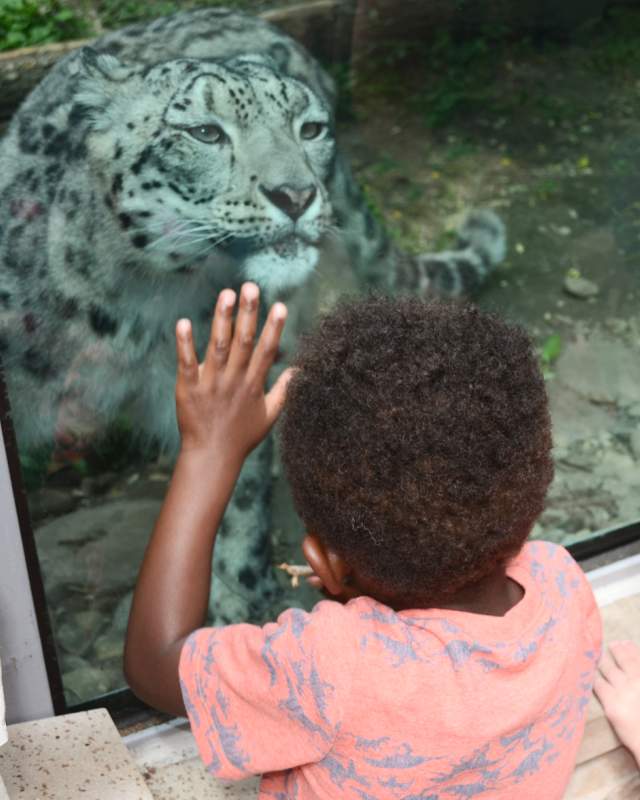 Kids looking at a leopard