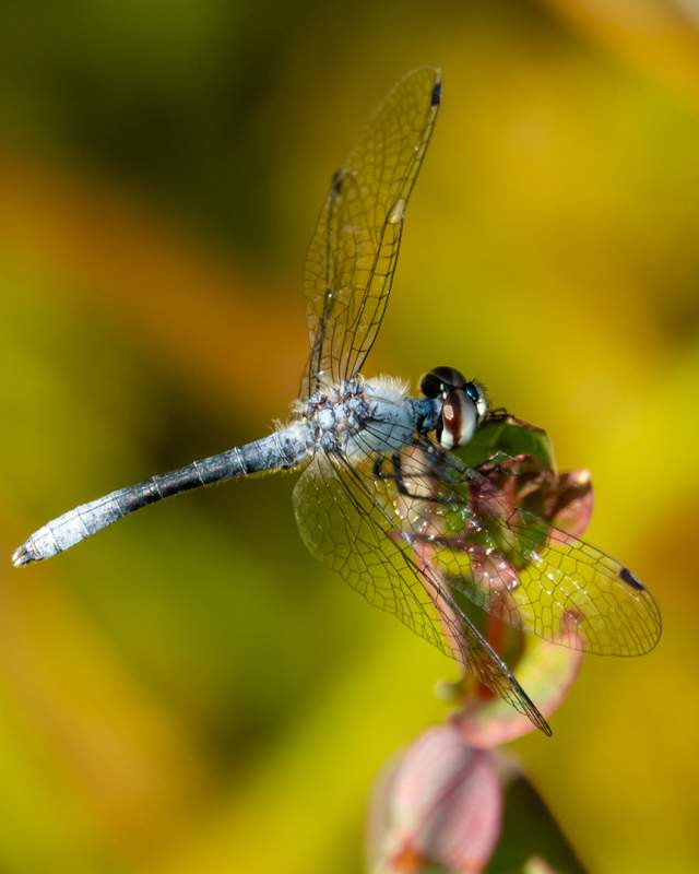 Dragonfly at Pinhook Bog