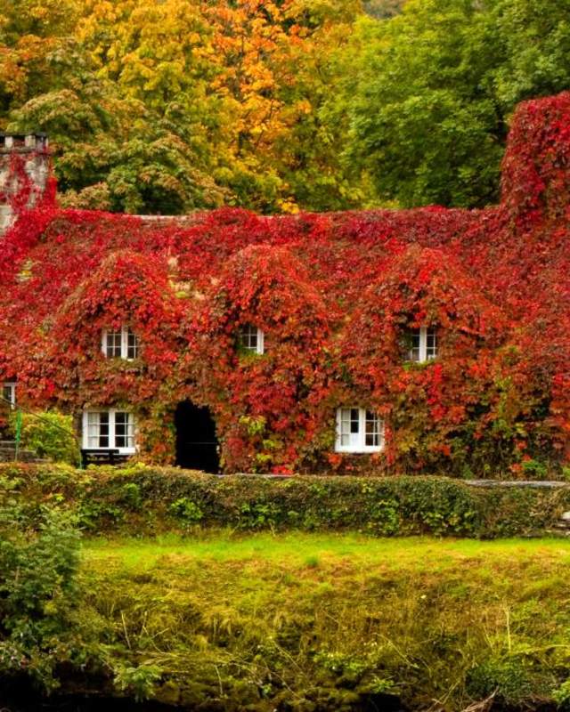 An old stone bridge and house covered in ivy