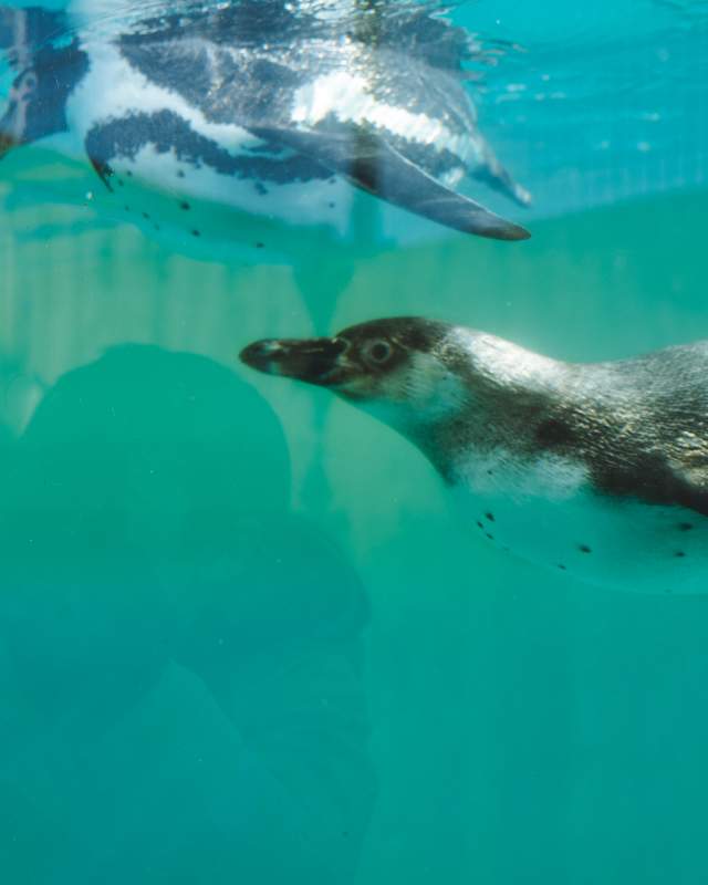 Young girl looking at penguin at the zoo
