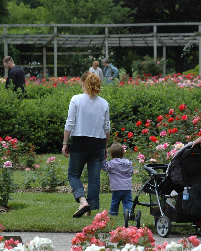 The Columbus Park of Roses in Clintonville