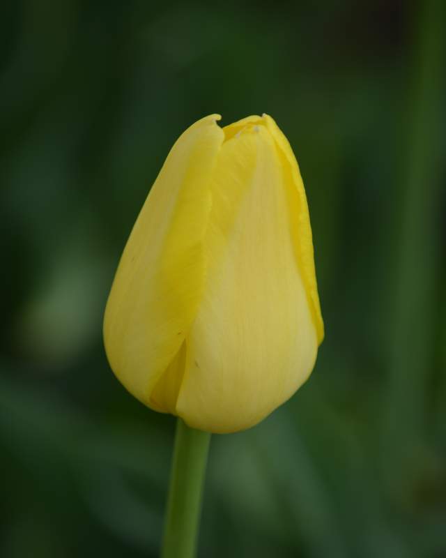 Muscadet