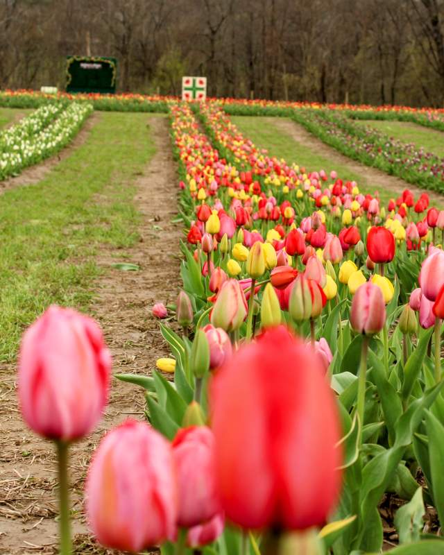 A vibrant field of tulips featuring rows of red, pink, and yellow flowers at Kelder's Farm.