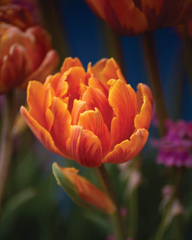 Close up of tulip