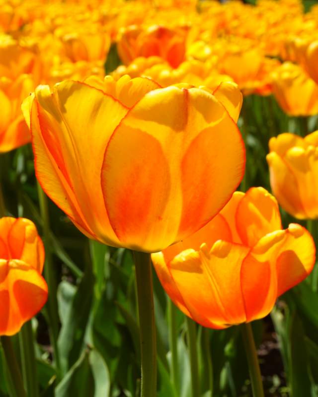 Orange Dream
